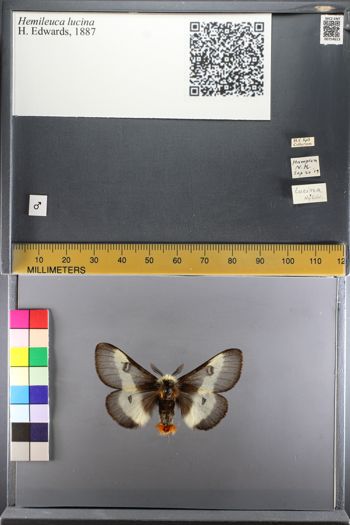 Media type: image;   Entomology 754613